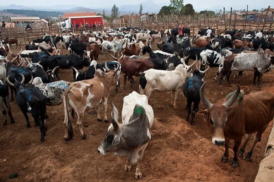 Élevage africain : le choc climatique qui menace des millions d’emplois et l’avenir alimentaire du continent