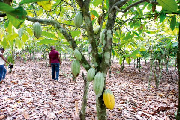 Cacao togolais : « Exporter la fève brute et importer le chocolat est ridicule »