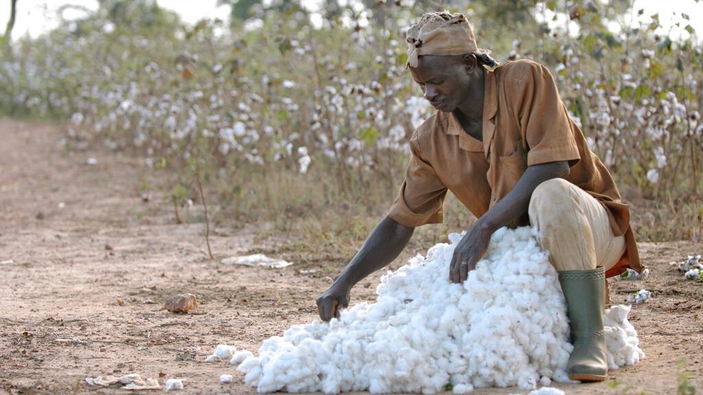 Coton au Togo : la bataille des engrais relance une filière stratégique sous pression